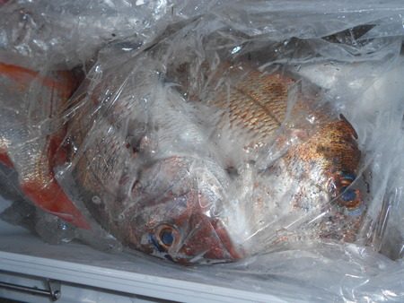 こうゆう丸 釣果