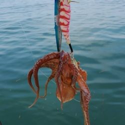 遊漁船 ニライカナイ 釣果