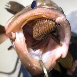 Magic(マジック) 釣果