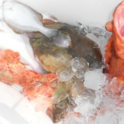 こうゆう丸 釣果