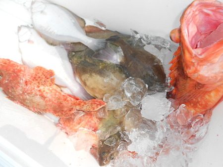 こうゆう丸 釣果