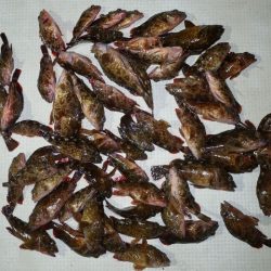 TOPGUN名古屋 釣果