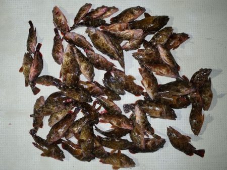 TOPGUN名古屋 釣果