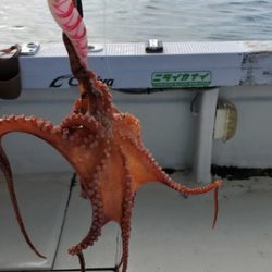 遊漁船 ニライカナイ 釣果