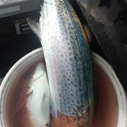 めだか屋 釣果