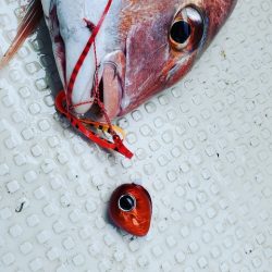 遊漁船 ニライカナイ 釣果