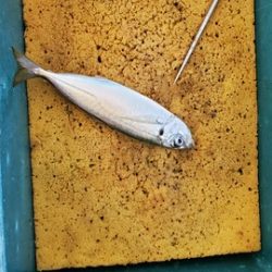 遊漁船 ニライカナイ 釣果