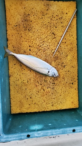 遊漁船 ニライカナイ 釣果