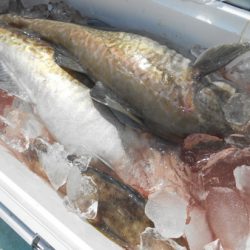 こうゆう丸 釣果