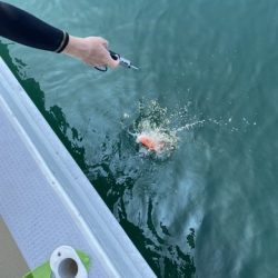 遊漁船 ニライカナイ 釣果