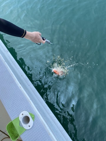 遊漁船 ニライカナイ 釣果