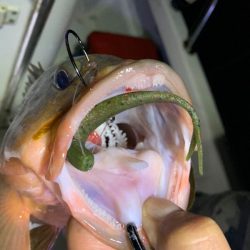 Magic(マジック) 釣果