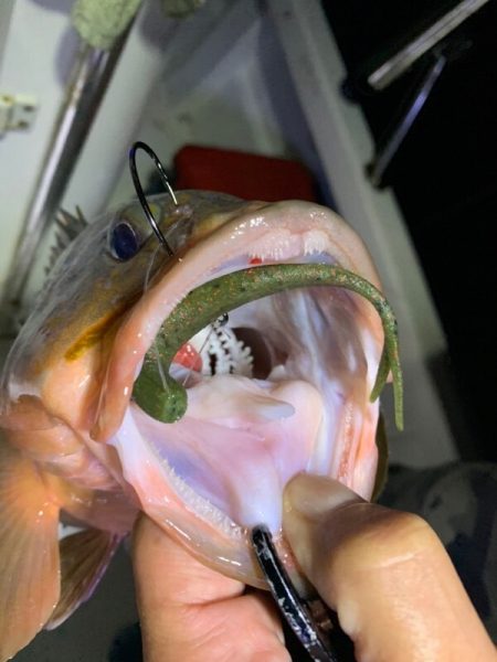 Magic(マジック) 釣果