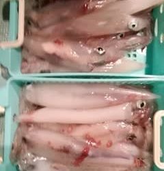 松福丸 釣果