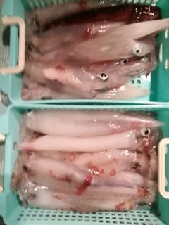 松福丸 釣果