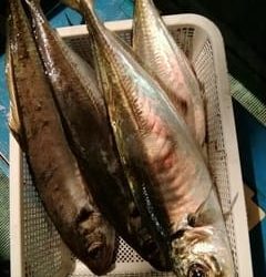 松福丸 釣果