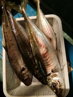 松福丸 釣果