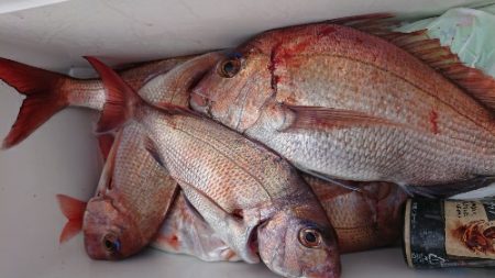 IDATEN（イダテン） 釣果