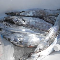 こうゆう丸 釣果