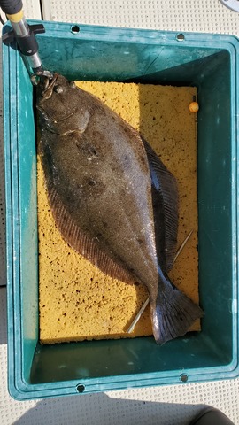 遊漁船 ニライカナイ 釣果