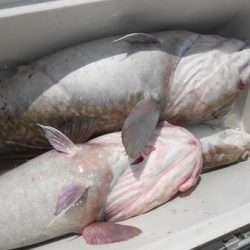 こうゆう丸 釣果