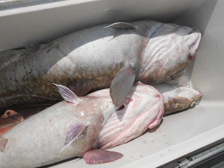 こうゆう丸 釣果