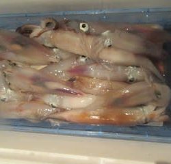 松福丸 釣果