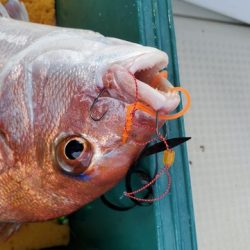 遊漁船 ニライカナイ 釣果