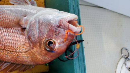 遊漁船 ニライカナイ 釣果