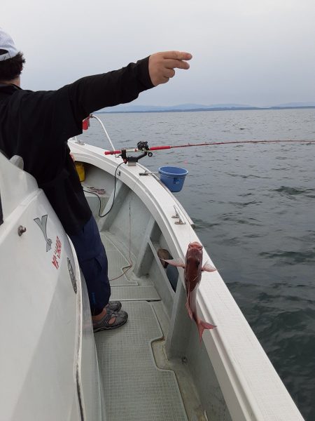 海峰 釣果