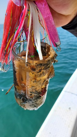 遊漁船　ニライカナイ 釣果