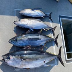 へいみつ丸 釣果