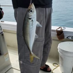 遊漁船 ニライカナイ 釣果