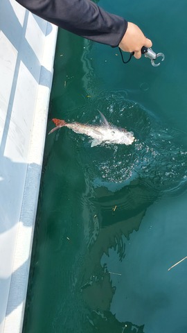 遊漁船　ニライカナイ 釣果