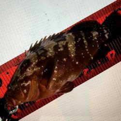 TOPGUN名古屋 釣果