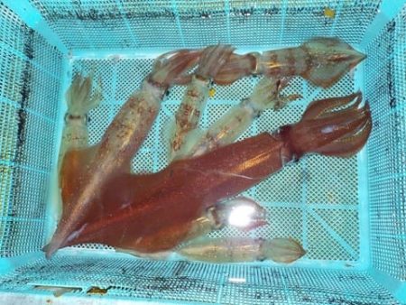 第二むつ漁丸 釣果