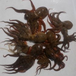 TOPGUN名古屋 釣果