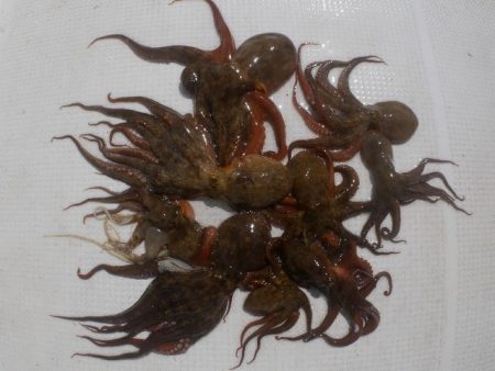 TOPGUN名古屋 釣果