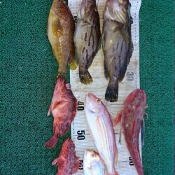 正幸丸 釣果