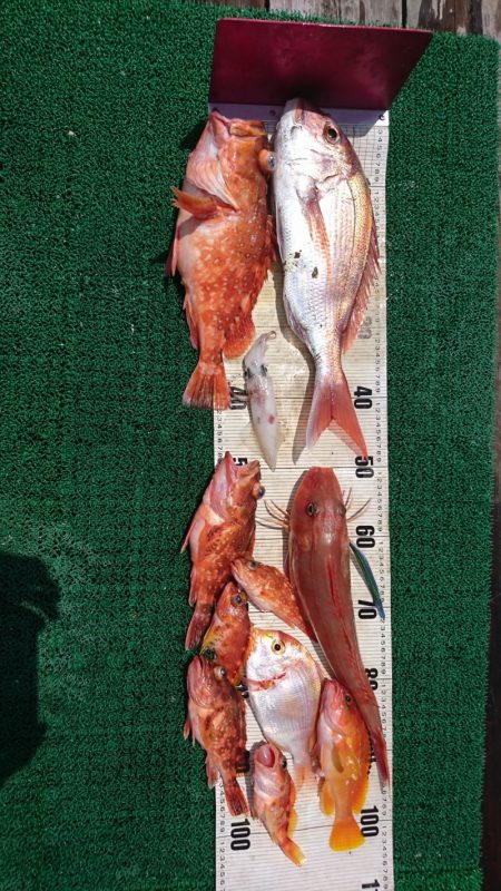 正幸丸 釣果