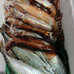魁皇 釣果
