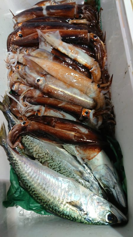 魁皇 釣果
