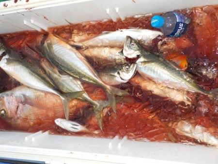 第二むつ漁丸 釣果