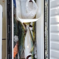 遊漁船 ニライカナイ 釣果