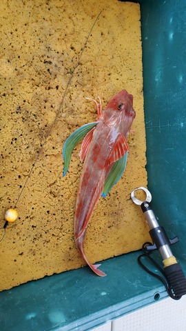 遊漁船 ニライカナイ 釣果