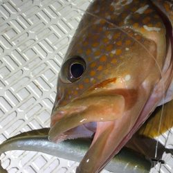 Magic(マジック) 釣果