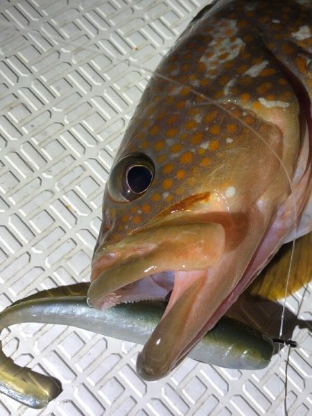 Magic(マジック) 釣果