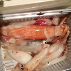 松福丸 釣果