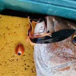 遊漁船 ニライカナイ 釣果