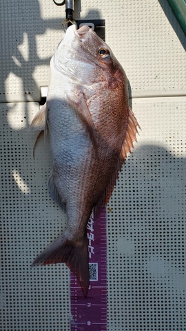 遊漁船　ニライカナイ 釣果